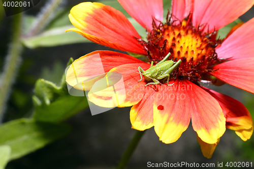 Image of Red Helenium flower close-up with a grasshopper sitting on it