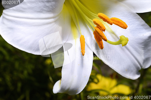 Image of Decorative white lily in the garden closeup