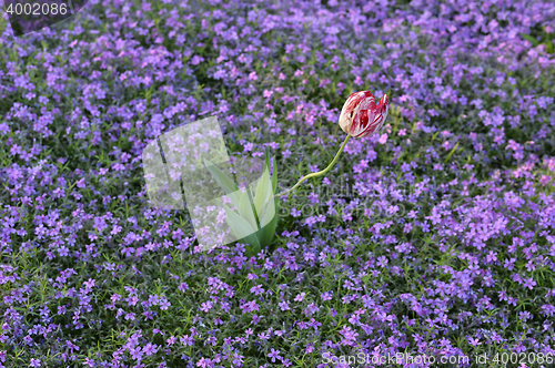 Image of  Beautiful pink flowers background