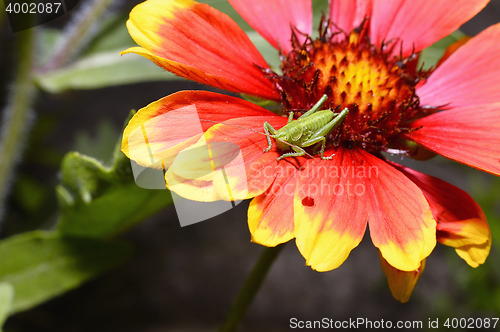 Image of Red Helenium flower close-up with a grasshopper sitting on it