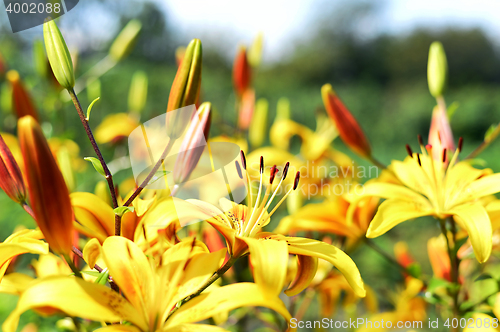 Image of Flowering ornamental yellow lily in the garden closeup