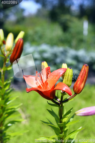 Image of Flowering ornamental yellow lily in the garden closeup