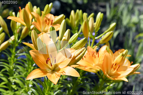 Image of Flowering ornamental yellow lily in the garden closeup