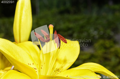 Image of Flowering ornamental yellow lily in the garden closeup