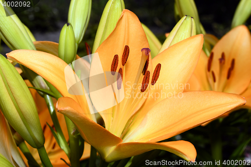 Image of Flowering ornamental yellow lily in the garden closeup