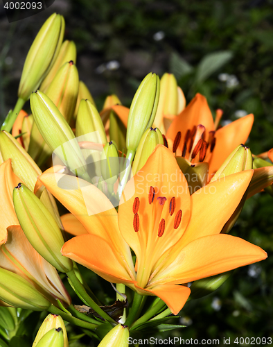 Image of Flowering ornamental yellow lily in the garden closeup