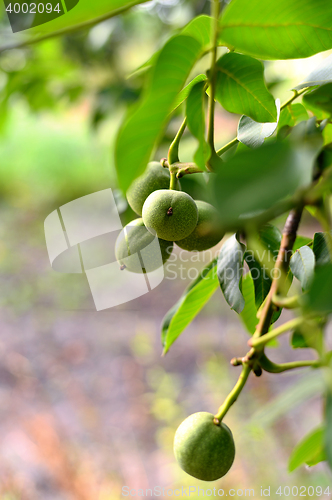 Image of Fruits of walnut on the tree in the garden