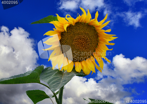 Image of Beautiful landscape with sunflowers on the background of bright blue sky