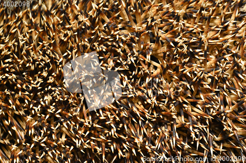 Image of Needles of a hedgehog close up, texture