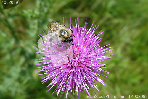 Image of  Bumblebee Pollination on Yellow Flower. Vertical Composition