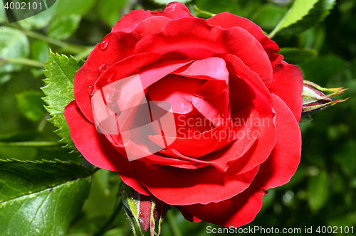 Image of  Red roses close up. Background.