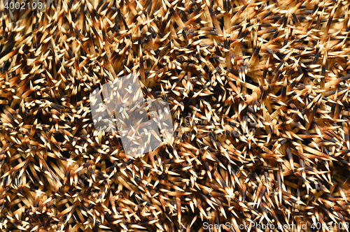 Image of Needles of a hedgehog close up, texture