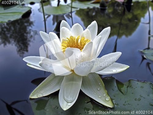 Image of Beautiful white water lily in drops of water close-up