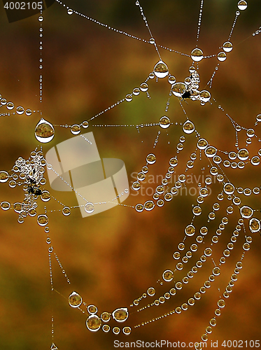 Image of Shiny web with drops of morning dew closeup