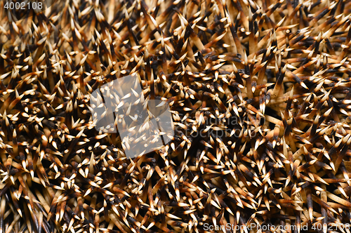 Image of Needles of a hedgehog close up, texture