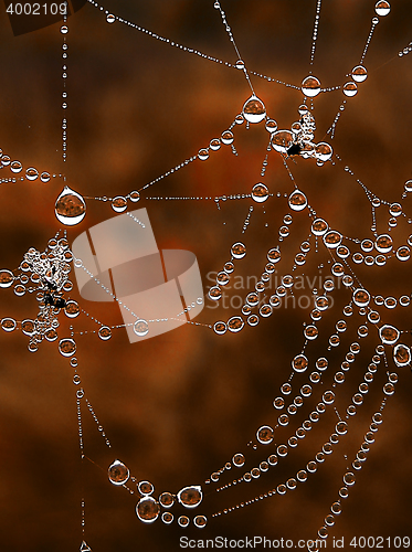 Image of Shiny web with drops of morning dew closeup