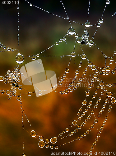 Image of Shiny web with drops of morning dew closeup