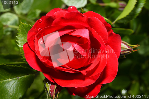 Image of  Red roses close up. Background.