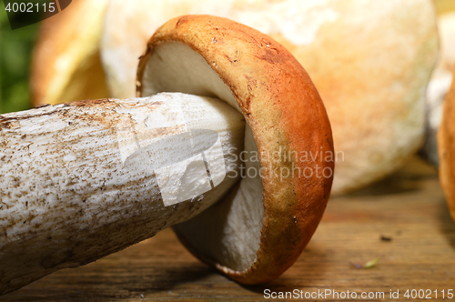Image of  Wild mushroom on the table