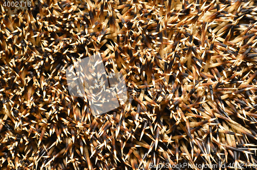 Image of Needles of a hedgehog close up, texture