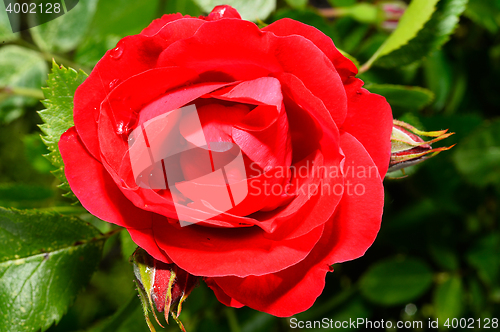 Image of  Red roses close up. Background.