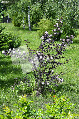 Image of Blooming spring bush physocarpus diabolo in the garden