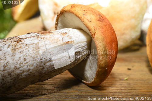 Image of  Wild mushroom on the table