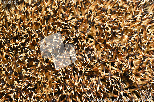 Image of Needles of a hedgehog close up, texture