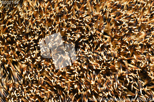 Image of Needles of a hedgehog close up, texture