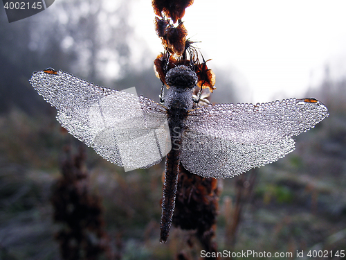 Image of Drops of morning dew on a dragonfly closeup