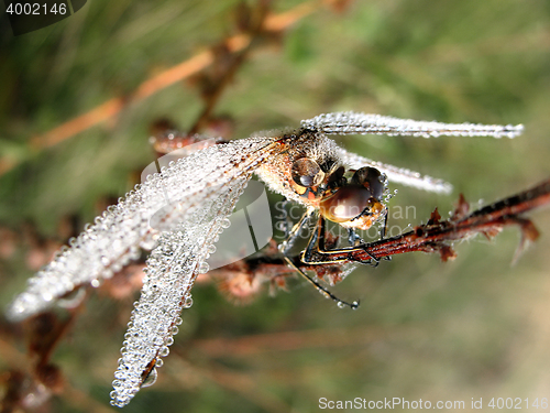 Image of Drops of morning dew on a dragonfly closeup