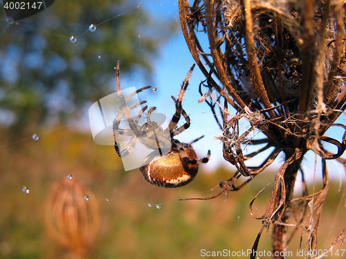 Image of  Spider on spider web after rain