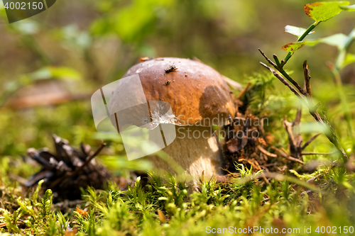 Image of Mushroom -Boletus edulis in the forest