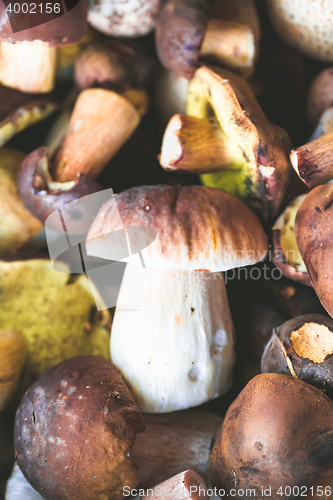 Image of fresh autumn mushroom