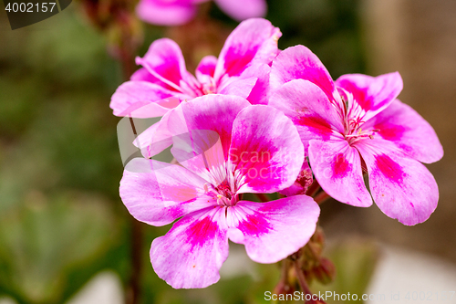 Image of Pink bicolor geraniums