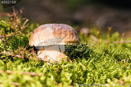 Image of Mushroom -Boletus edulis in the forest