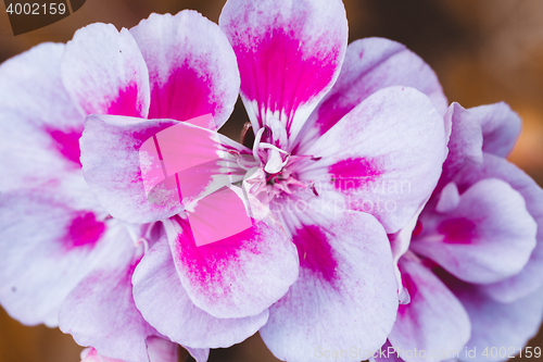 Image of Pink bicolor geraniums