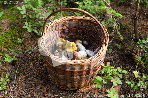 Image of basket of fresh summer mushroom