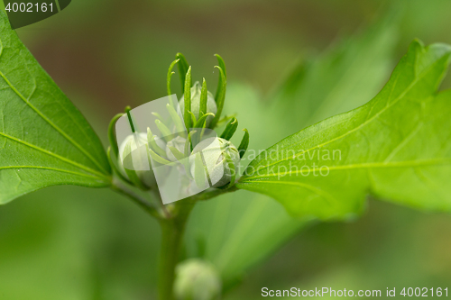 Image of hibiscus flower bud