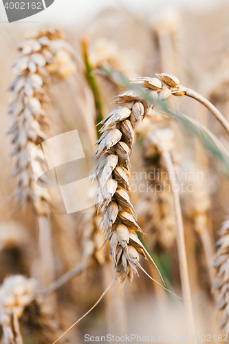 Image of golden wheat field in summer