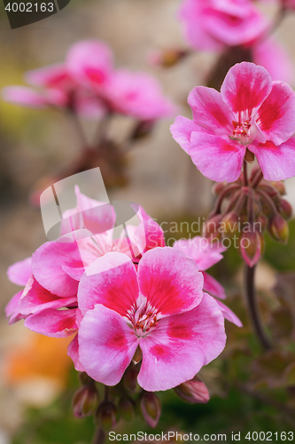 Image of Pink bicolor geraniums