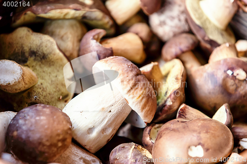 Image of fresh autumn mushroom