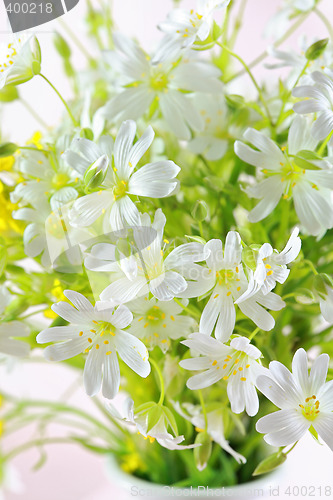 Image of Beautiful forest flowers