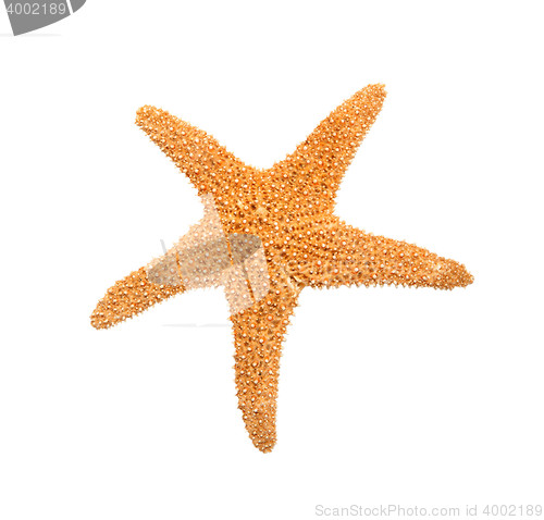 Image of Starfish from oceans