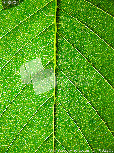 Image of Leaves, close-up
