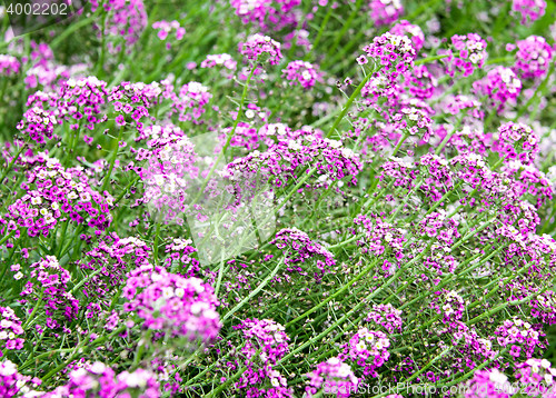 Image of Purple flower carpet