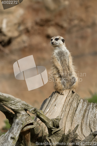 Image of meerkat or suricate