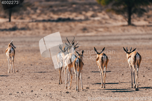 Image of Springbok Antidorcas marsupialis in Kgalagadi