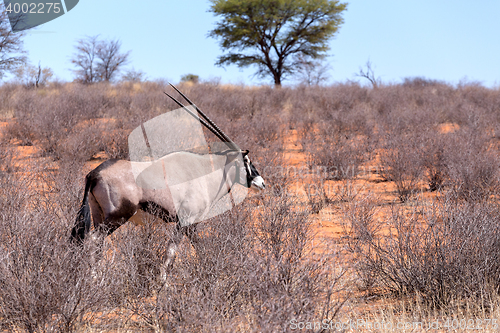 Image of Gemsbok, Oryx gazella in kgalagadi