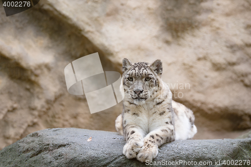 Image of snow leopard, Irbis Uncia uncia